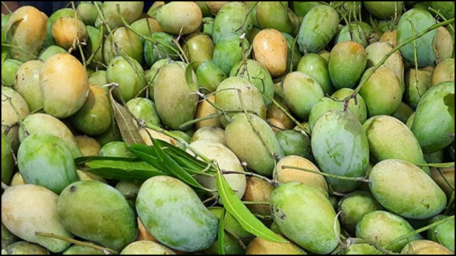 রাজশাহীতে তীব্র গরমে একসঙ্গে পাকছে আম ॥ বিপাকে চাষিরা