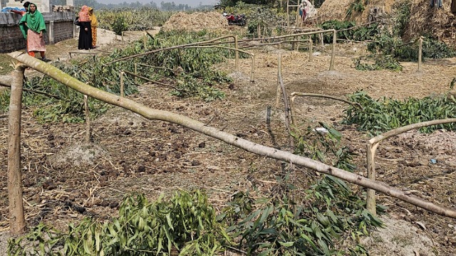 ধামইরহাটে জমিজমা সংক্রান্ত জেরে ১শতাধিক গাছ কর্তনের অভিযোগ