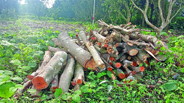 সংগৃহিত