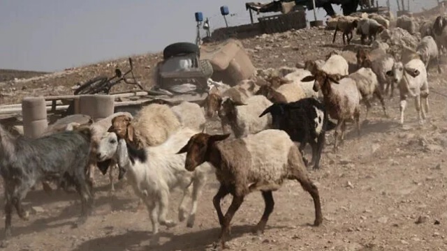 সিরিয়া থেকে ২৫০টি ছাগল চুরি করলো ইসরায়েলি সেনারা