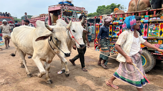 রাজশাহীর হাটে বাড়ছে ভারতীয় গরু, শঙ্কায় স্থানীয় খামারিরা