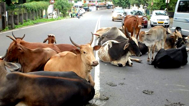 বেওয়ারিশ গরুতে বিপর্যয় ভারতে 