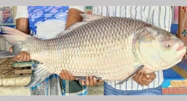 দৌলতদিয়ায় পদ্মার এক কাতলা ৩৯,৬০০ টাকায় বিক্রি