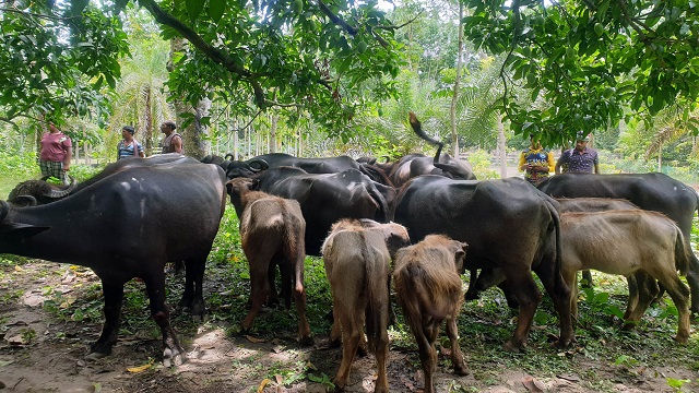 রাখাল যখন চোর!