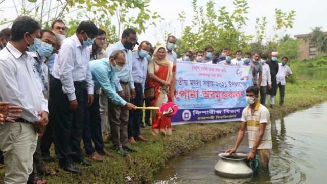 জাতীয় মৎস্য সপ্তাহে রাবিতে  মাছের পোনা অবমুক্তকরণ