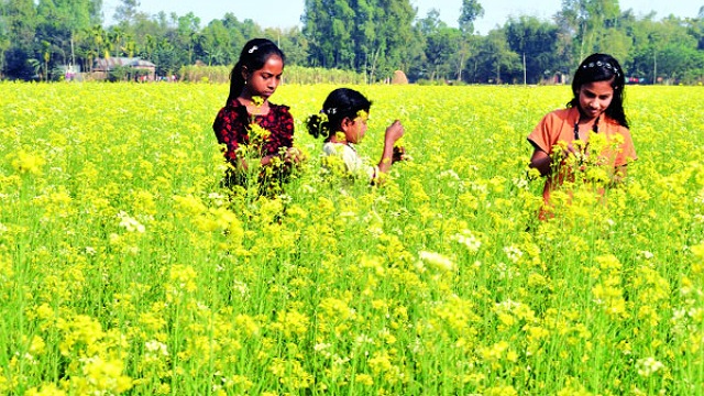 সরিষায় প্রথম বছরই সাশ্রয় ৩ হাজার কোটি টাকা
