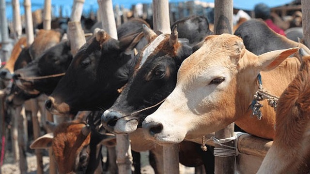 এ বছর কোরবানি হয়েছে ১ কোটি ৪১ হাজার গবাদিপশু, অবিক্রিত ২৫ লাখ