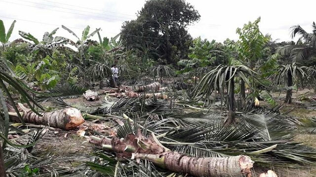 কেটে ফেলা ভিয়েতনামের চারাগাছ।