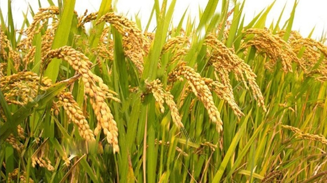 ৫ লাখ টন চাল কিনবে সরকার
