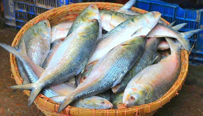 ৭ দিনে ভারত গেলো ৪১১ টন ইলিশ