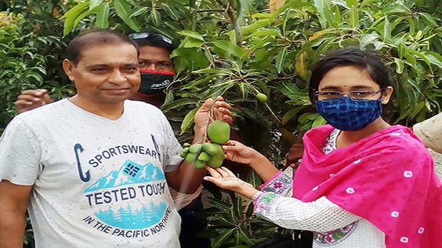 চাঁপাইনবাবগঞ্জে বারোমাসি নতুন জাতের আমের সন্ধান