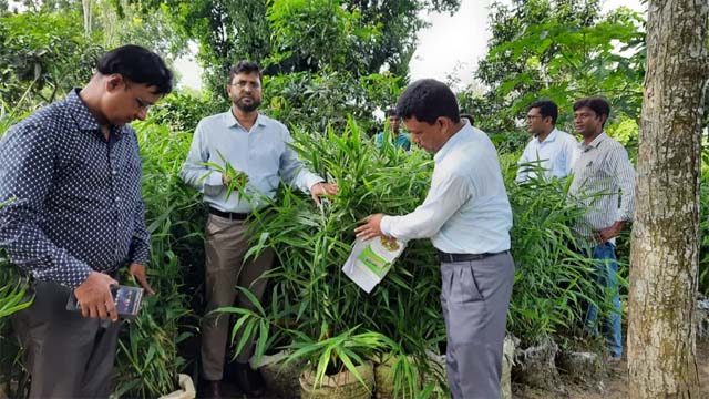 বস্তায় আদা চাষে আগ্রহ বাড়ছে