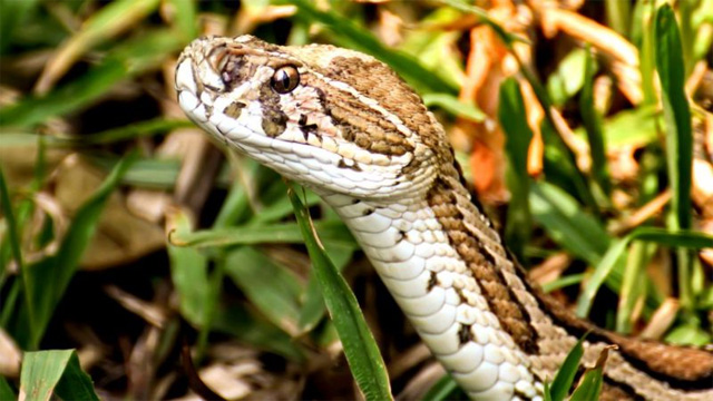 চন্দ্রবোড়া বা রাসেলস ভাইপার সাপ  (ছবি: সংগৃহীত)